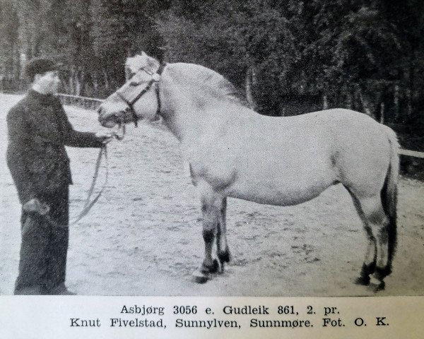 Pferd Asbjørg N.3056 (Fjordpferd, 1931, von Gudleik N.861)