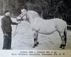 horse Asbjørg N.3056 (Fjord Horse, 1931, from Gudleik N.861)