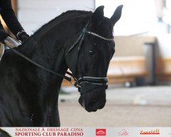 dressage horse Fantastic Deluxe (Hanoverian, 2014, from Fantastic)