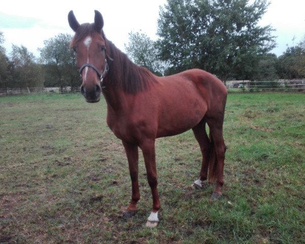 broodmare Daisy H. (Hanoverian, 2015, from Harmony's Desiderio)