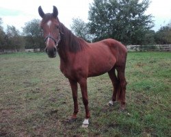 dressage horse Daisy H. (Hannoveraner, 2015, from Harmony's Desiderio)