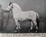 stallion Truls (Fjord Horse, 1932, from Foldølen N.844)