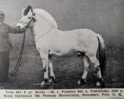 Deckhengst Truls (Fjordpferd, 1932, von Foldølen N.844)