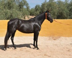 broodmare Primavera XCIX (Pura Raza Espanola (PRE), 2010, from Musico IX)