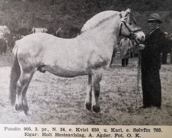 Pferd Fundin N.905 (Fjordpferd, 1930, von Kvist N.850)