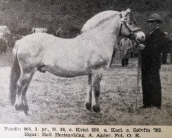 horse Fundin N.905 (Fjord Horse, 1930, from Kvist N.850)