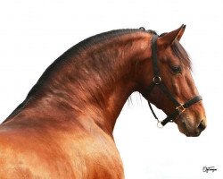 stallion Remache XIII (Pura Raza Espanola (PRE), 2002, from Yaco II)