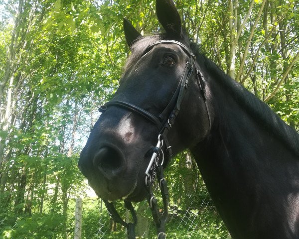 Springpferd Elvis (Sächs.-Thür. Schweres Warmbl., 2003, von Esprit)