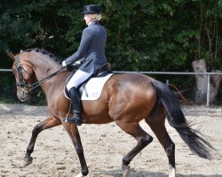 dressage horse Wita 6 (KWPN (Royal Dutch Sporthorse), 2003, from Rhodium)