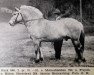 stallion Rusk N.868 (Fjord Horse, 1927, from Molnesblakken N.792)