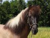 horse Grima vom Ruwerbach (Iceland Horse, 2004, from Djarfur van Lukkubæ)