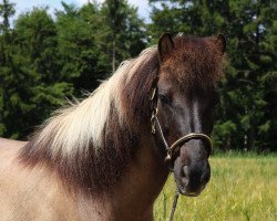 horse Grima vom Ruwerbach (Islandpferd, 2004, from Djarfur van Lukkubæ)