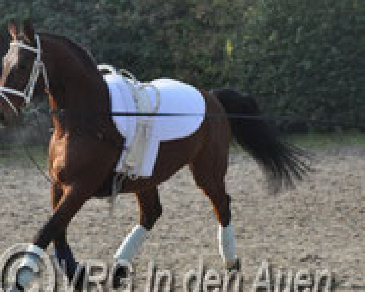 horse Steve 10 (Hanoverian, 1998, from Saint Cloud)