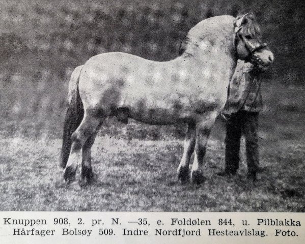 stallion Knuppen N.908 (Fjord Horse, 1930, from Foldølen N.844)