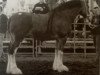 broodmare Kellois Model Echo (Clydesdale, 1995, from Notbar's Lochiel)