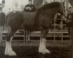 Zuchtstute Kellois Model Echo (Clydesdale, 1995, von Notbar's Lochiel)