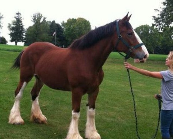 broodmare Alamar Kate (Clydesdale, 2003, from S B H Phoenix)