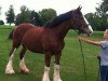 Zuchtstute Alamar Kate (Clydesdale, 2003, von S B H Phoenix)