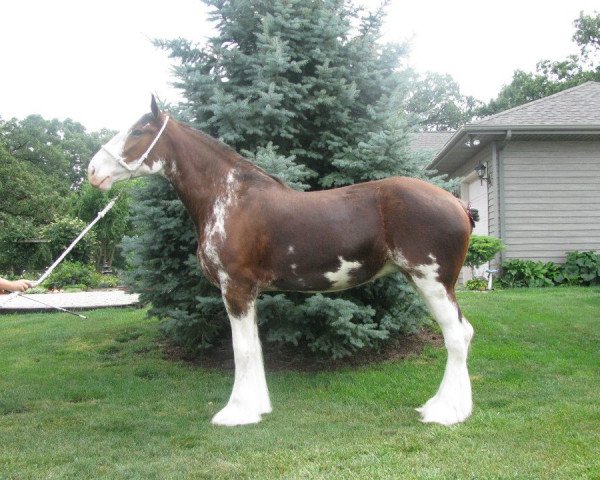 Zuchtstute Littleward Dorothy (Clydesdale, 2005, von Collessie Whinhill President)