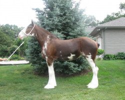 broodmare Littleward Dorothy (Clydesdale, 2005, from Collessie Whinhill President)