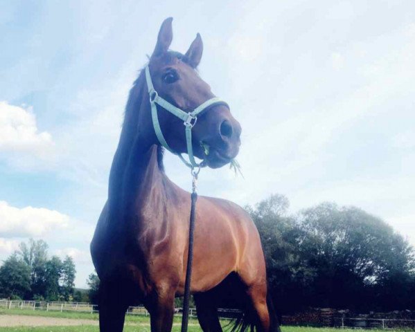 dressage horse Beatrice 25 (Hanoverian, 2014, from Belissimo NRW)