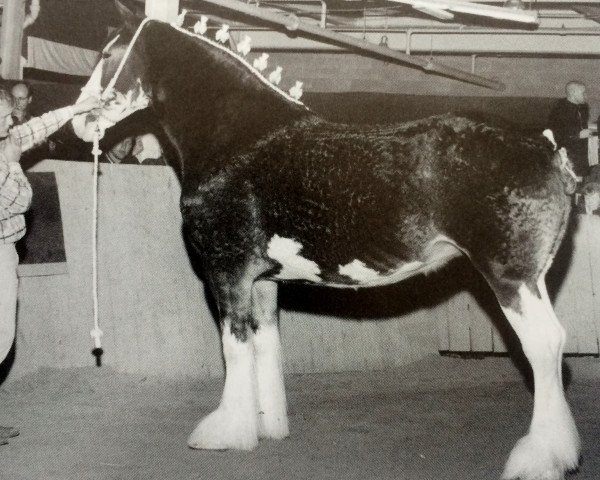 broodmare Hillmoor Anna May (Clydesdale, 1996, from Greendykes Lucky Shot)