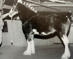 Zuchtstute Hillmoor Anna May (Clydesdale, 1996, von Greendykes Lucky Shot)