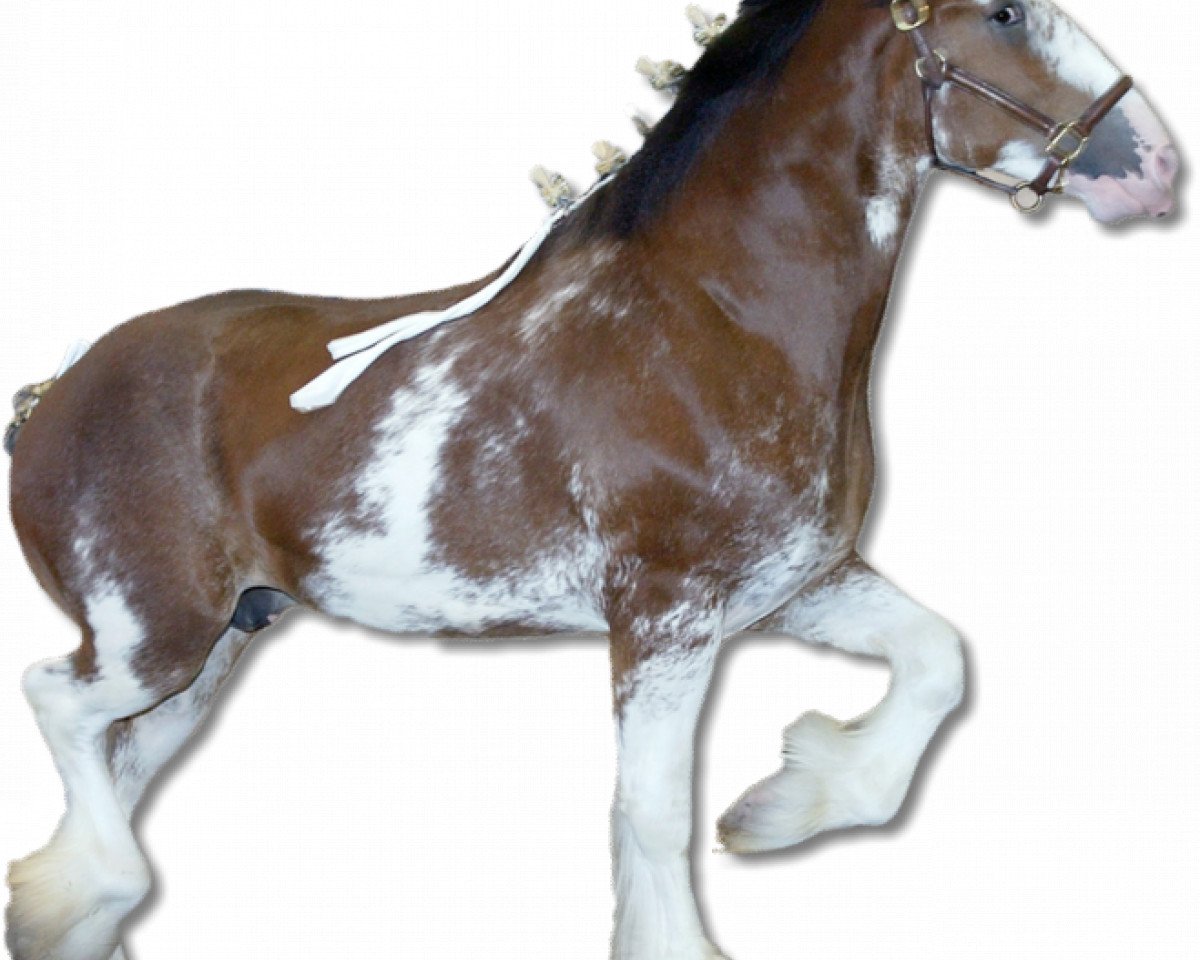 stallion Pinnacle's Lucky Strike (Clydesdale, 2002, from Maplewood Levi)