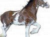 stallion Pinnacle's Lucky Strike (Clydesdale, 2002, from Maplewood Levi)