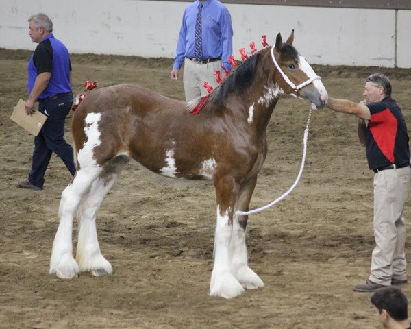 Zuchtstute Alamar HR Riley (Clydesdale, 2016, von Hatfield Remington)