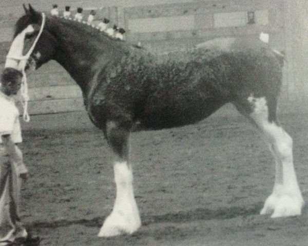 Zuchtstute Littleward Elspeth (Clydesdale, 2001, von Greendykes Apollo)