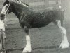 broodmare Littleward Elspeth (Clydesdale, 2001, from Greendykes Apollo)