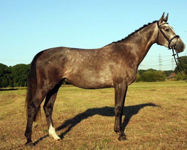 broodmare United's Lady (Westphalian, 2017, from United Touch S)