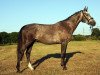 Zuchtstute United's Lady (Westfale, 2017, von United Touch S)