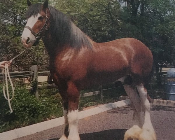 stallion Bardrill Achievement (Clydesdale, 1984, from Ayton Perfection)