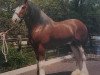 Deckhengst Bardrill Achievement (Clydesdale, 1984, von Ayton Perfection)