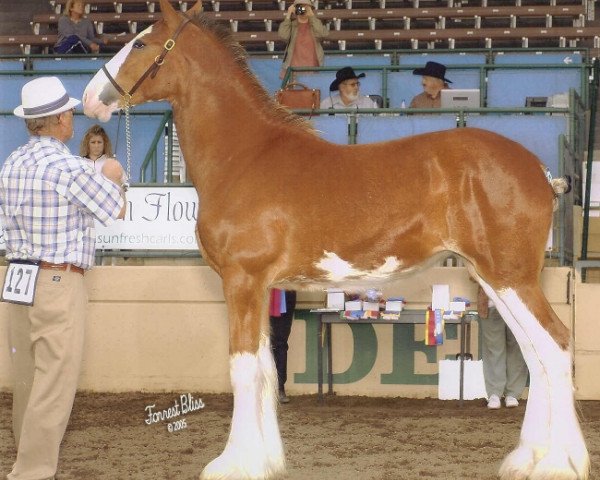 broodmare Belleau W.S. Shirley (Clydesdale, 2004, from Torrs Quicksilver)