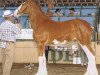 broodmare Belleau W.S. Shirley (Clydesdale, 2004, from Torrs Quicksilver)