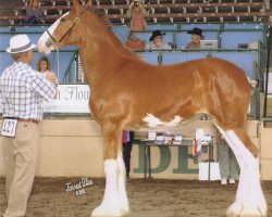 Zuchtstute Belleau W.S. Shirley (Clydesdale, 2004, von Torrs Quicksilver)