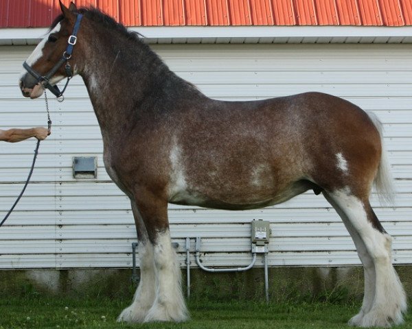 Zuchtstute Madsen's Sunrise Sarah (Clydesdale, 2001, von Maple Stone Stuart Maxton)