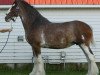 broodmare Madsen's Sunrise Sarah (Clydesdale, 2001, from Maple Stone Stuart Maxton)