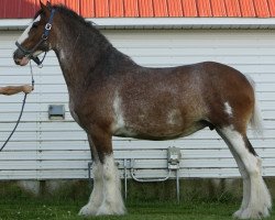 broodmare Madsen's Sunrise Sarah (Clydesdale, 2001, from Maple Stone Stuart Maxton)