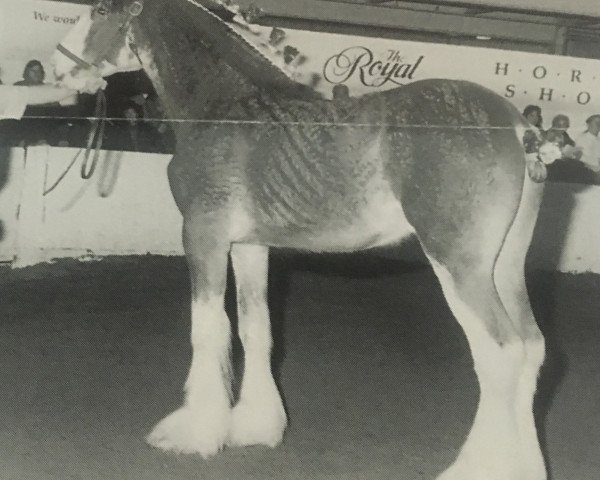 Deckhengst Hewal Benefactor (Clydesdale, 1994, von Ayton Final Command)