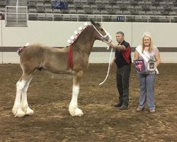 stallion Alamar HR Reggie (Clydesdale, 2016, from Hatfield Remington)