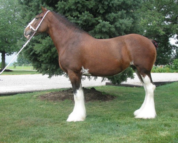 Zuchtstute Collessie Emma (Clydesdale, 2000, von Collessie Independent)