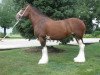 broodmare Collessie Emma (Clydesdale, 2000, from Collessie Independent)