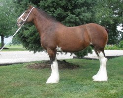 Zuchtstute Collessie Emma (Clydesdale, 2000, von Collessie Independent)