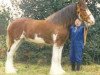 Deckhengst Highfield Collessie (Clydesdale, 1998, von Collessie Cut Above)