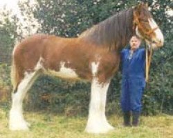 Deckhengst Highfield Collessie (Clydesdale, 1998, von Collessie Cut Above)