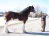 stallion Alamar H.C. Waldo (Clydesdale, 2007, from Highfield Collessie)